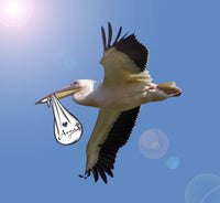 Pélican Express